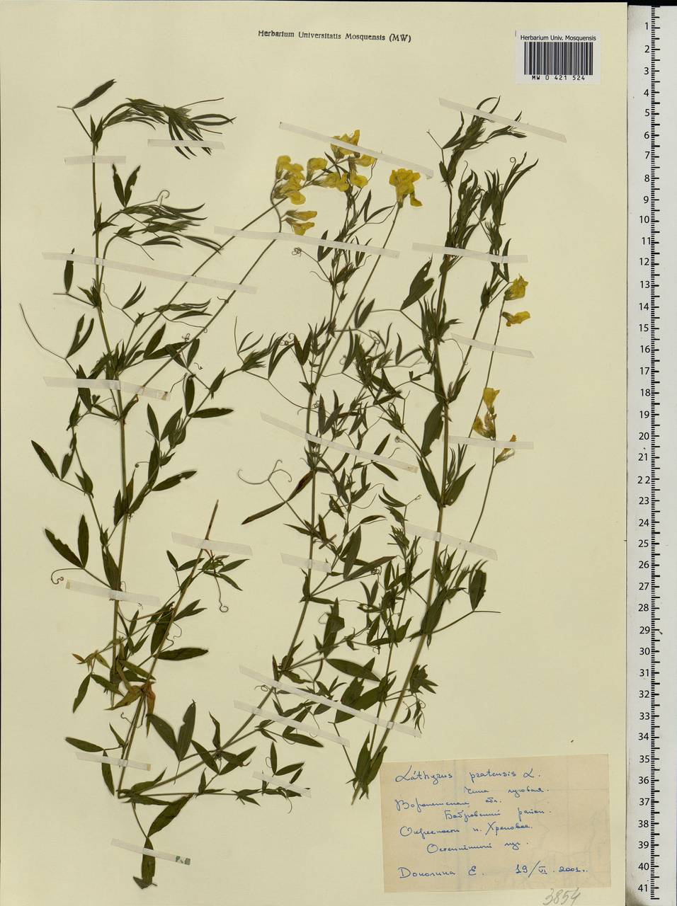 Lathyrus pratensis L., Eastern Europe, Central forest-and-steppe region (E6) (Russia)