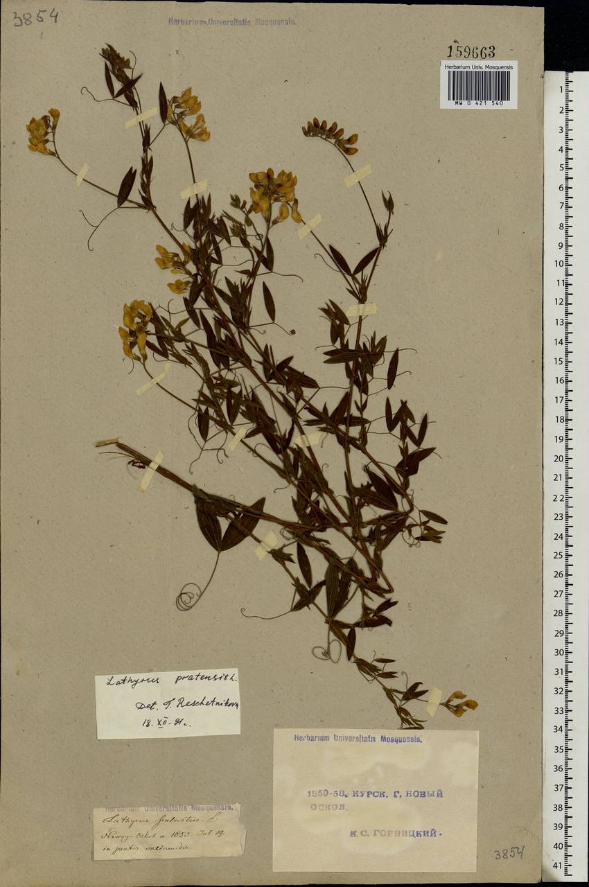 Lathyrus pratensis L., Eastern Europe, Central forest-and-steppe region (E6) (Russia)