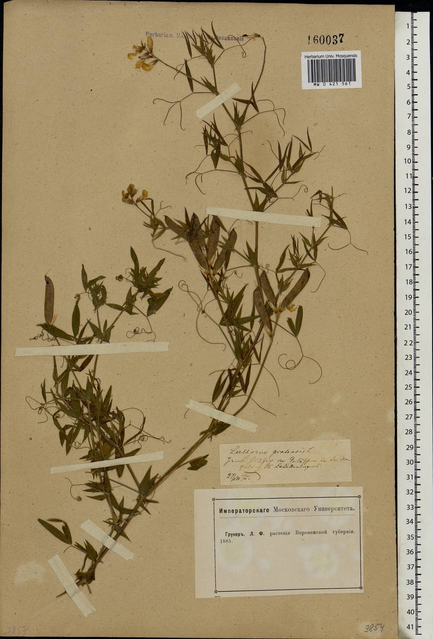 Lathyrus pratensis L., Eastern Europe, Central forest-and-steppe region (E6) (Russia)