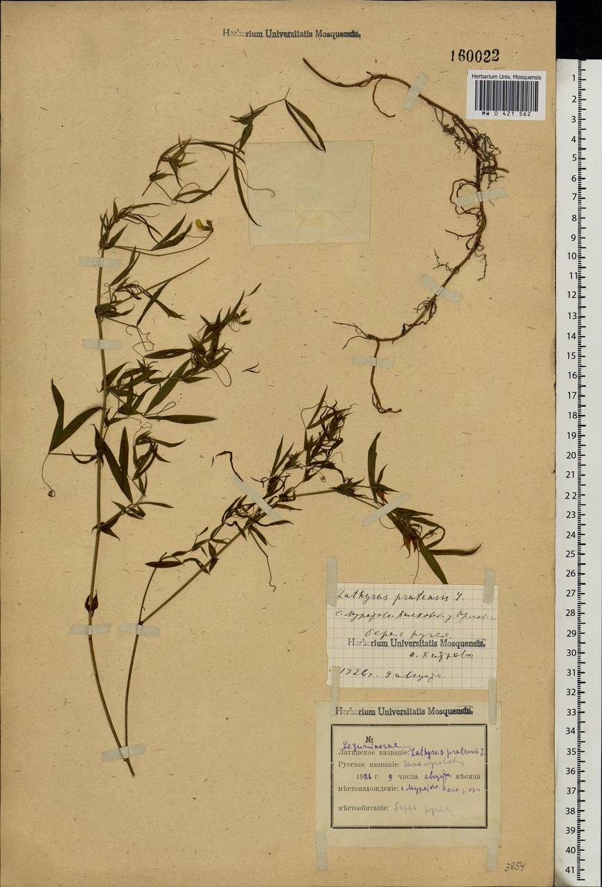 Lathyrus pratensis L., Eastern Europe, Central forest-and-steppe region (E6) (Russia)