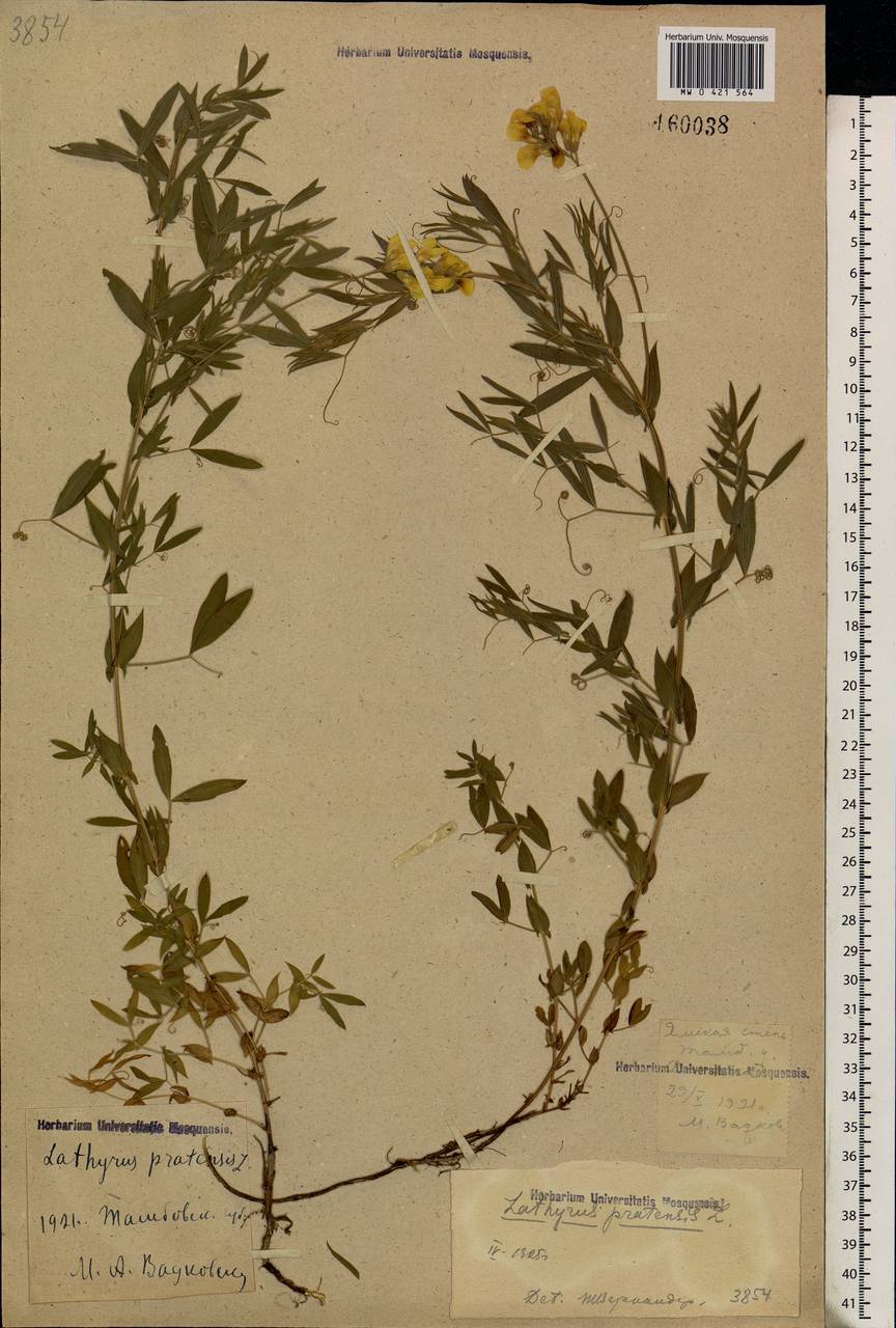 Lathyrus pratensis L., Eastern Europe, Central forest-and-steppe region (E6) (Russia)