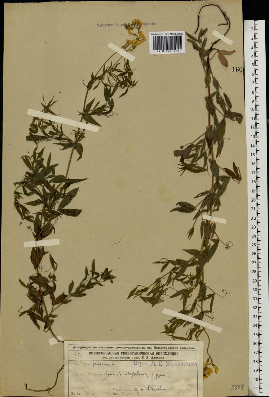 Lathyrus pratensis L., Eastern Europe, Volga-Kama region (E7) (Russia)