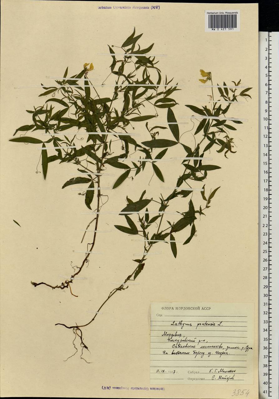 Lathyrus pratensis L., Eastern Europe, Middle Volga region (E8) (Russia)