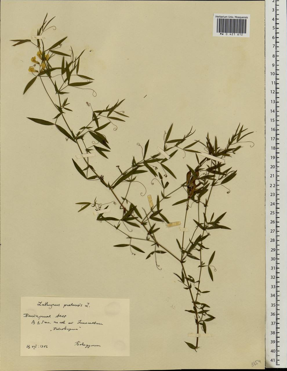 Lathyrus pratensis L., Eastern Europe, Middle Volga region (E8) (Russia)