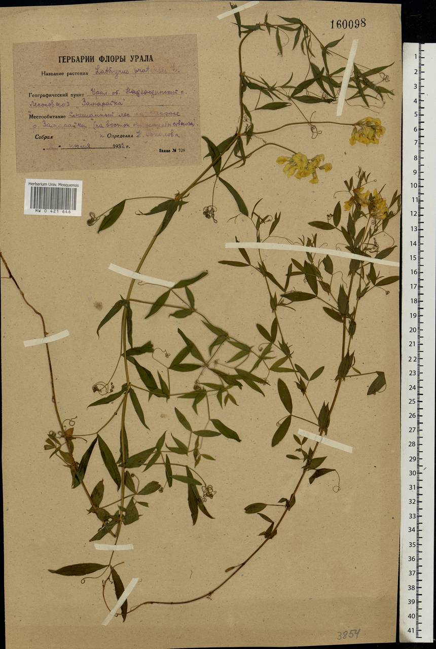 Lathyrus pratensis L., Eastern Europe, Eastern region (E10) (Russia)