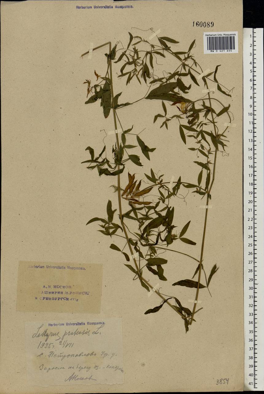 Lathyrus pratensis L., Eastern Europe, Eastern region (E10) (Russia)