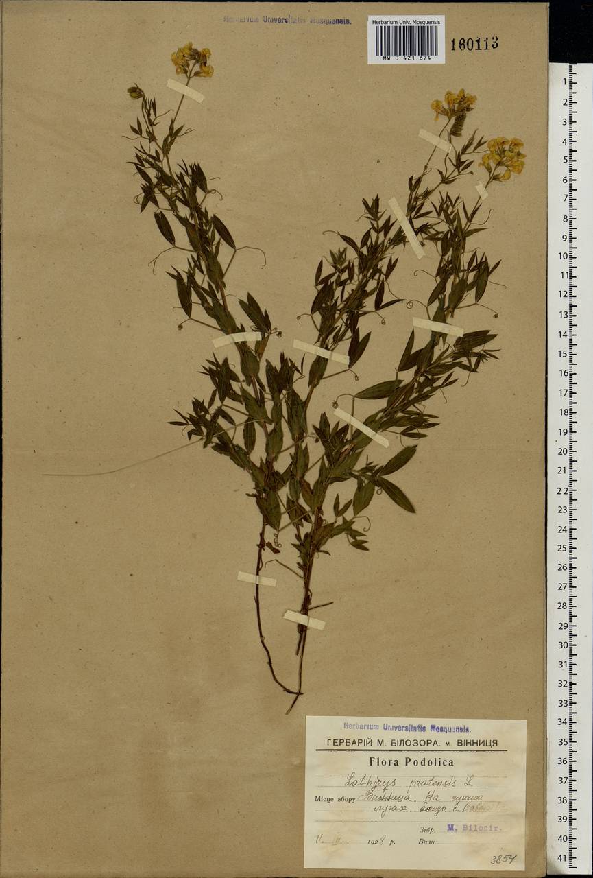 Lathyrus pratensis L., Eastern Europe, South Ukrainian region (E12) (Ukraine)