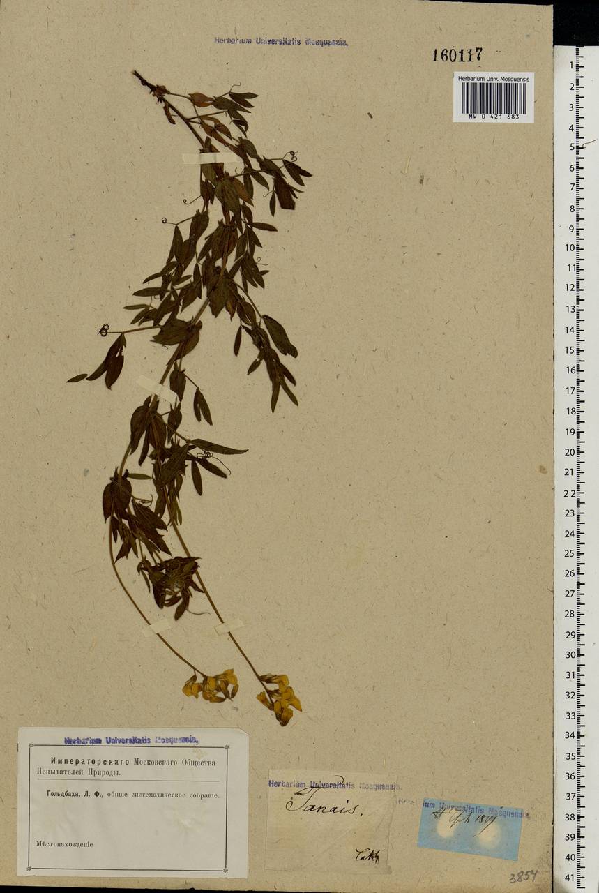 Lathyrus pratensis L., Eastern Europe, Rostov Oblast (E12a) (Russia)