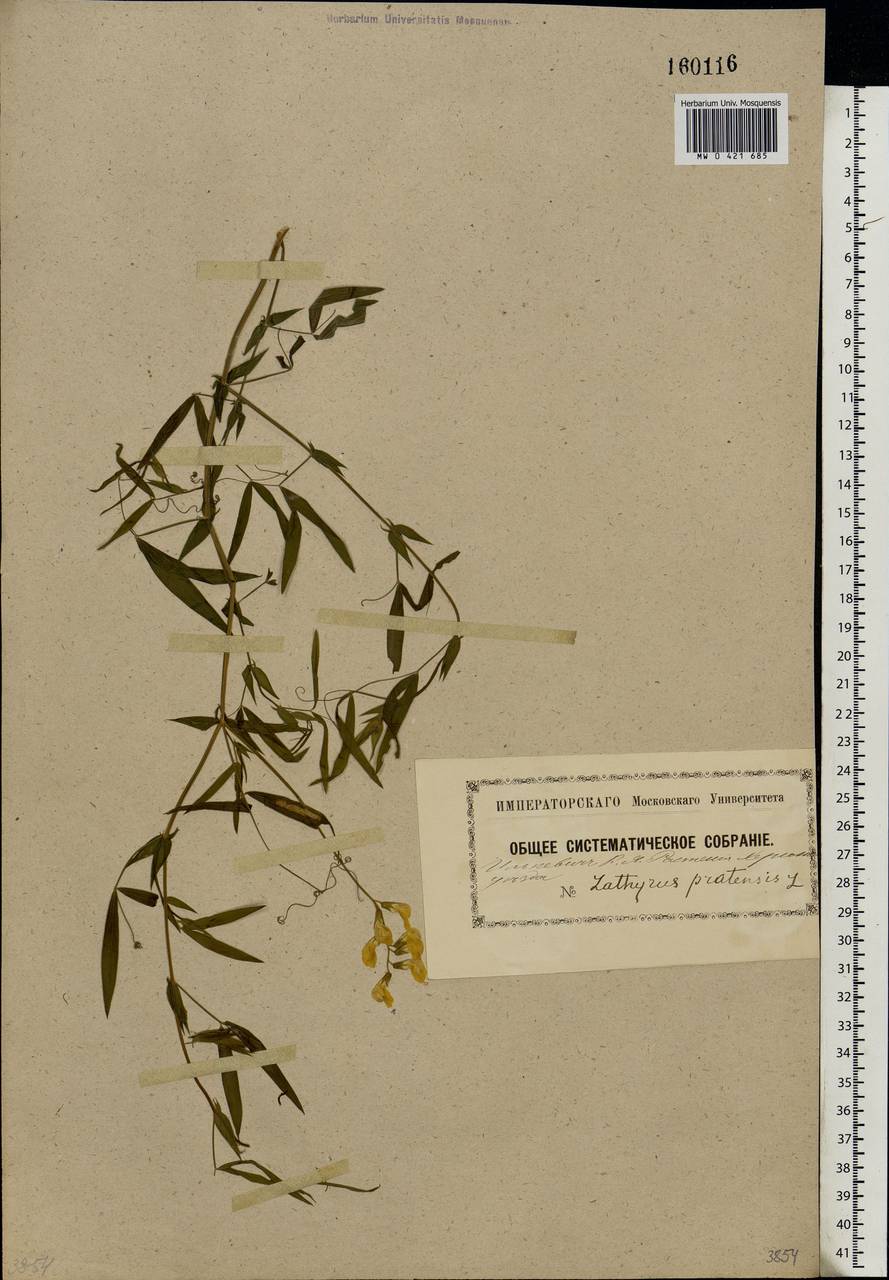 Lathyrus pratensis L., Eastern Europe, South Ukrainian region (E12) (Ukraine)