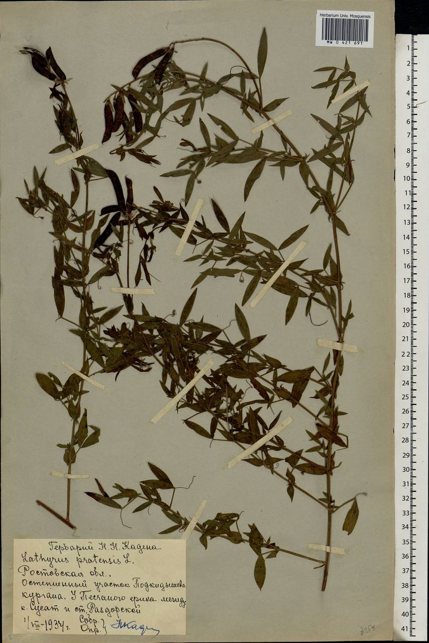 Lathyrus pratensis L., Eastern Europe, Rostov Oblast (E12a) (Russia)