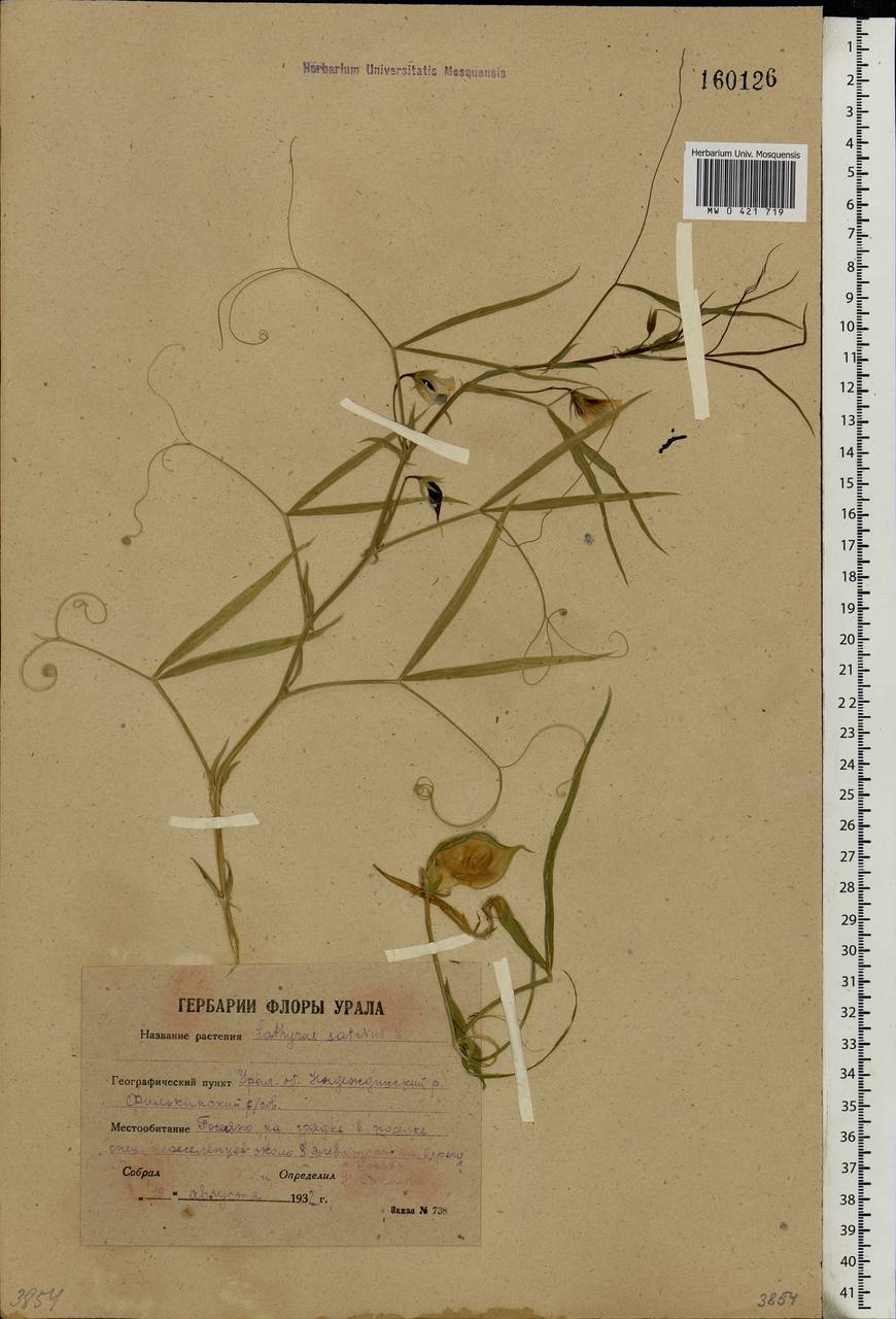 Lathyrus sativus L., Eastern Europe, Eastern region (E10) (Russia)