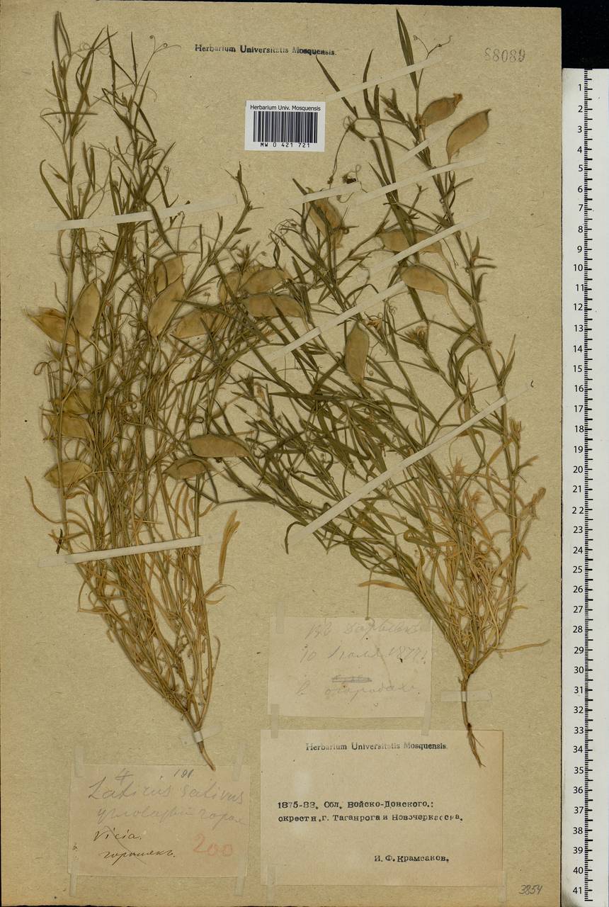 Lathyrus sativus L., Eastern Europe, Rostov Oblast (E12a) (Russia)