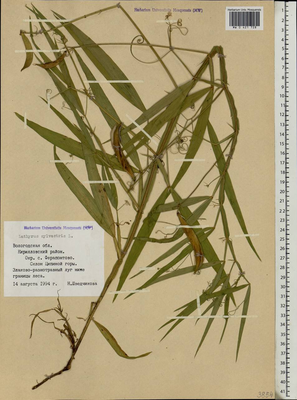 Lathyrus sylvestris L., Eastern Europe, Northern region (E1) (Russia)