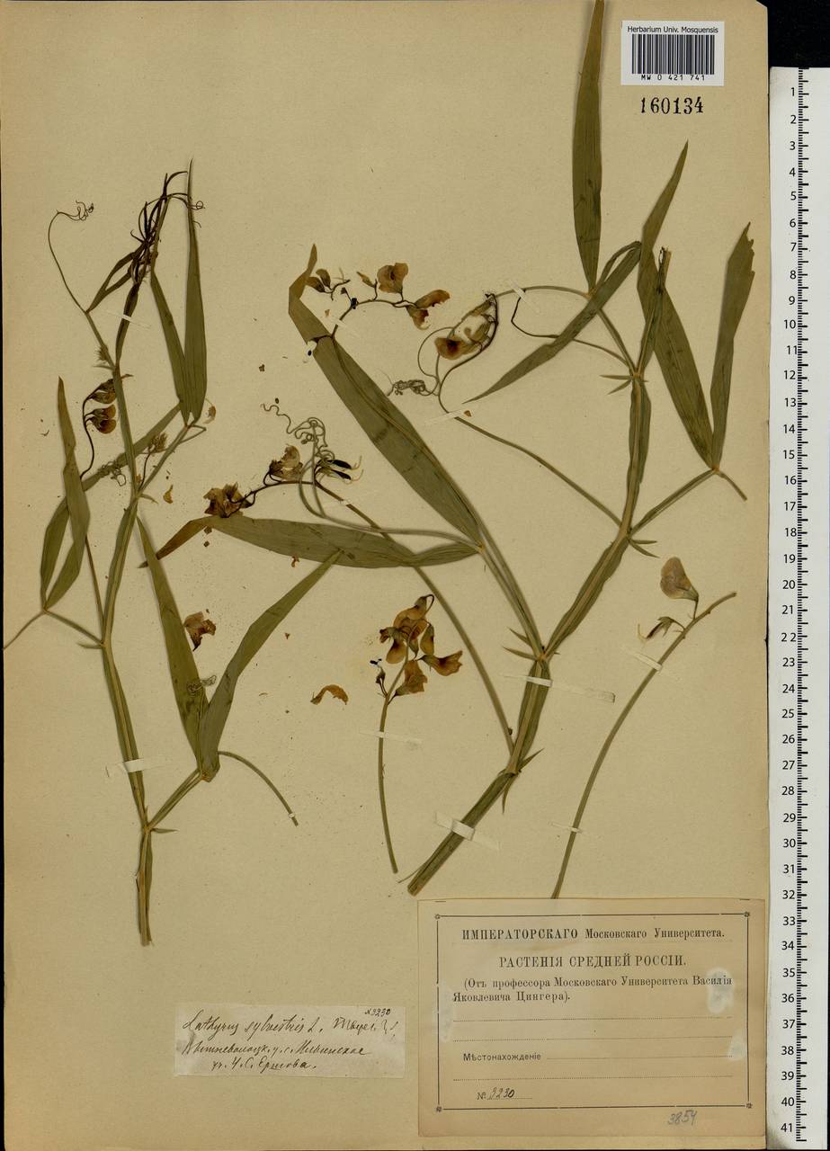 Lathyrus sylvestris L., Eastern Europe, North-Western region (E2) (Russia)