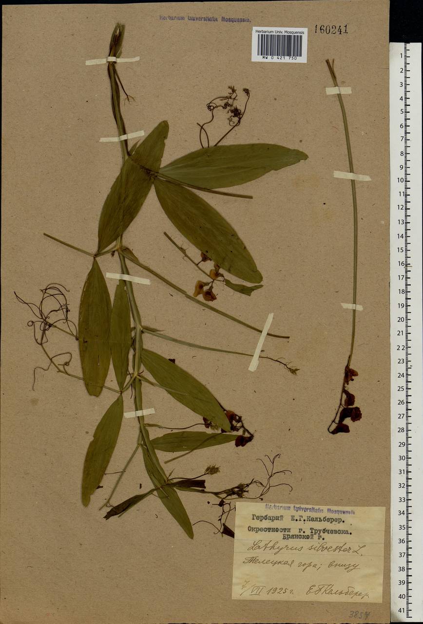 Lathyrus sylvestris L., Eastern Europe, Western region (E3) (Russia)