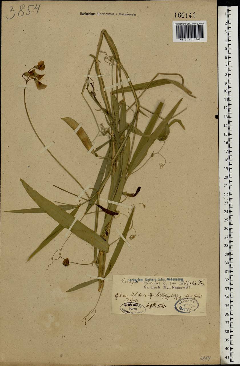 Lathyrus sylvestris L., Eastern Europe, Belarus (E3a) (Belarus)