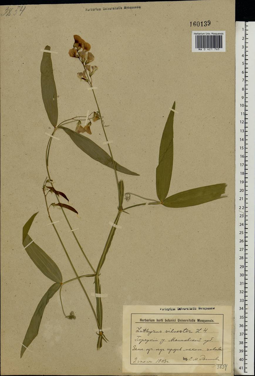 Lathyrus sylvestris L., Eastern Europe, Belarus (E3a) (Belarus)