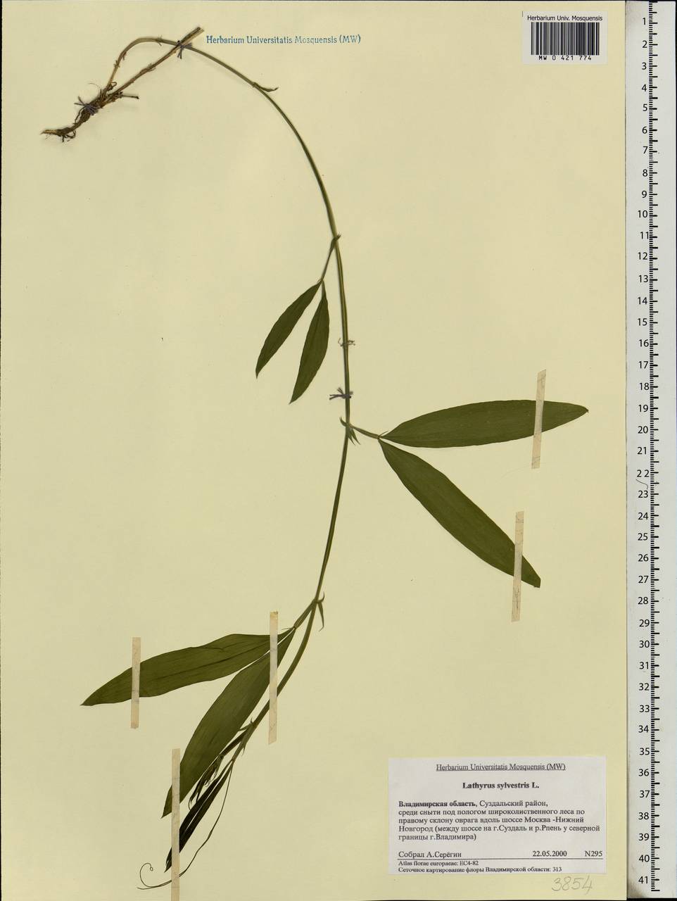 Lathyrus sylvestris L., Eastern Europe, Central region (E4) (Russia)