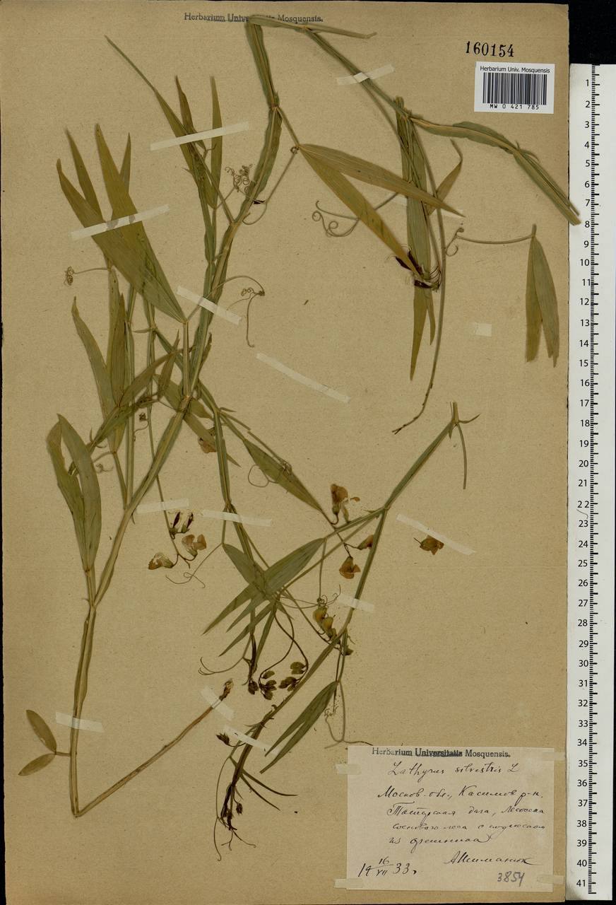 Lathyrus sylvestris L., Eastern Europe, Central region (E4) (Russia)