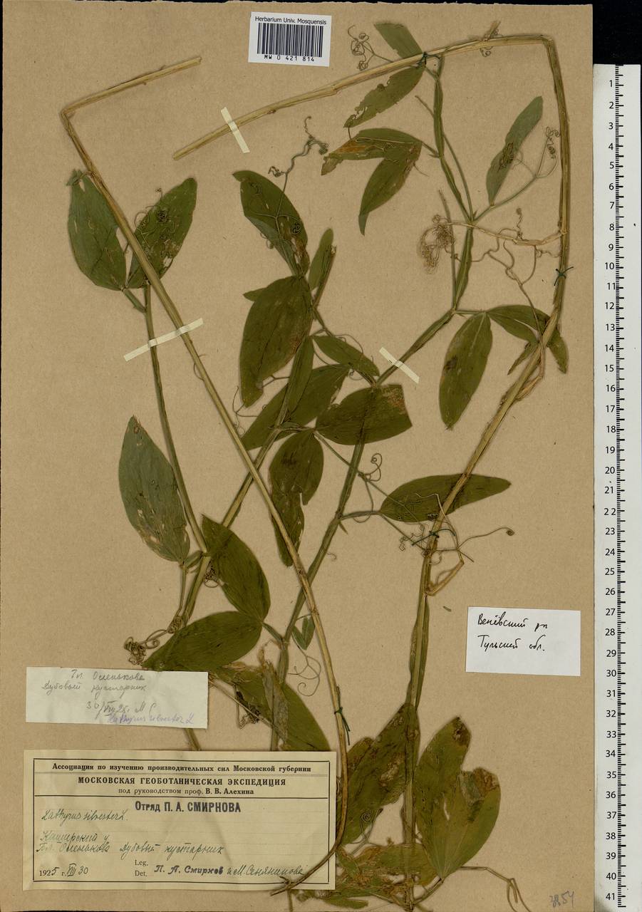 Lathyrus sylvestris L., Eastern Europe, Central region (E4) (Russia)