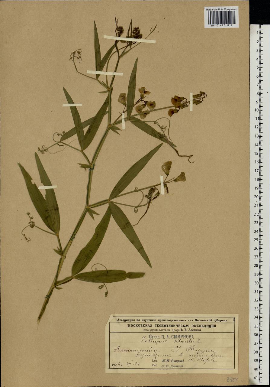 Lathyrus sylvestris L., Eastern Europe, Central region (E4) (Russia)