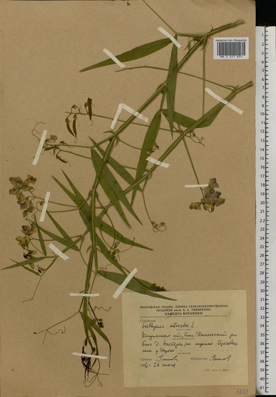 Lathyrus sylvestris L., Eastern Europe, Central region (E4) (Russia)