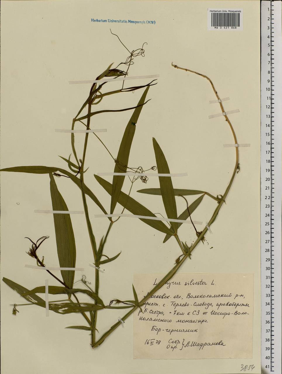 Lathyrus sylvestris L., Eastern Europe, Moscow region (E4a) (Russia)