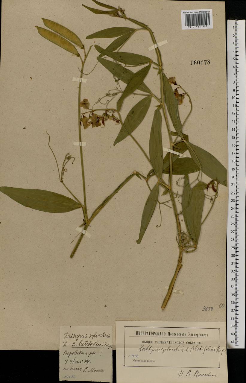 Lathyrus sylvestris L., Eastern Europe, Moscow region (E4a) (Russia)