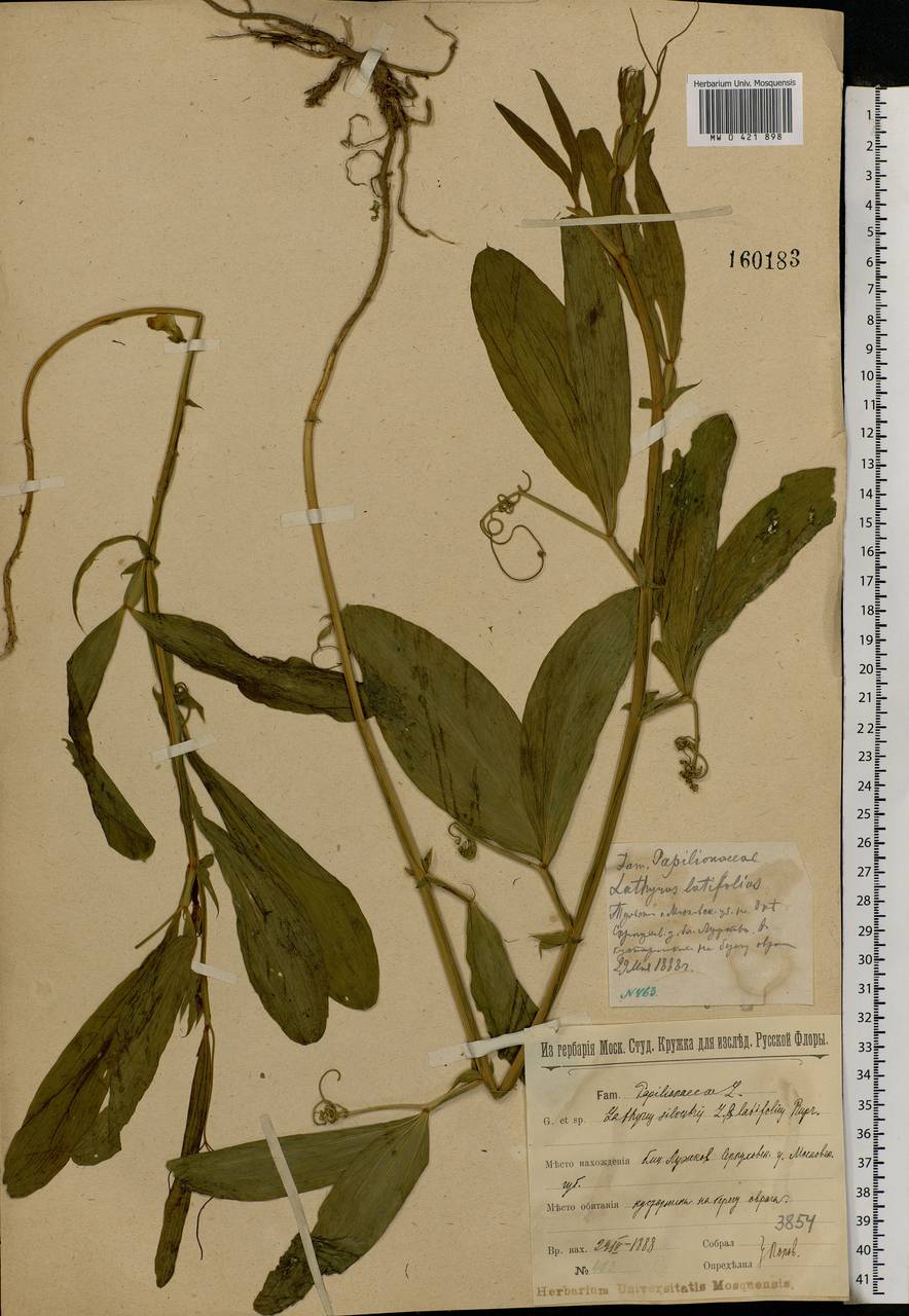 Lathyrus sylvestris L., Eastern Europe, Moscow region (E4a) (Russia)