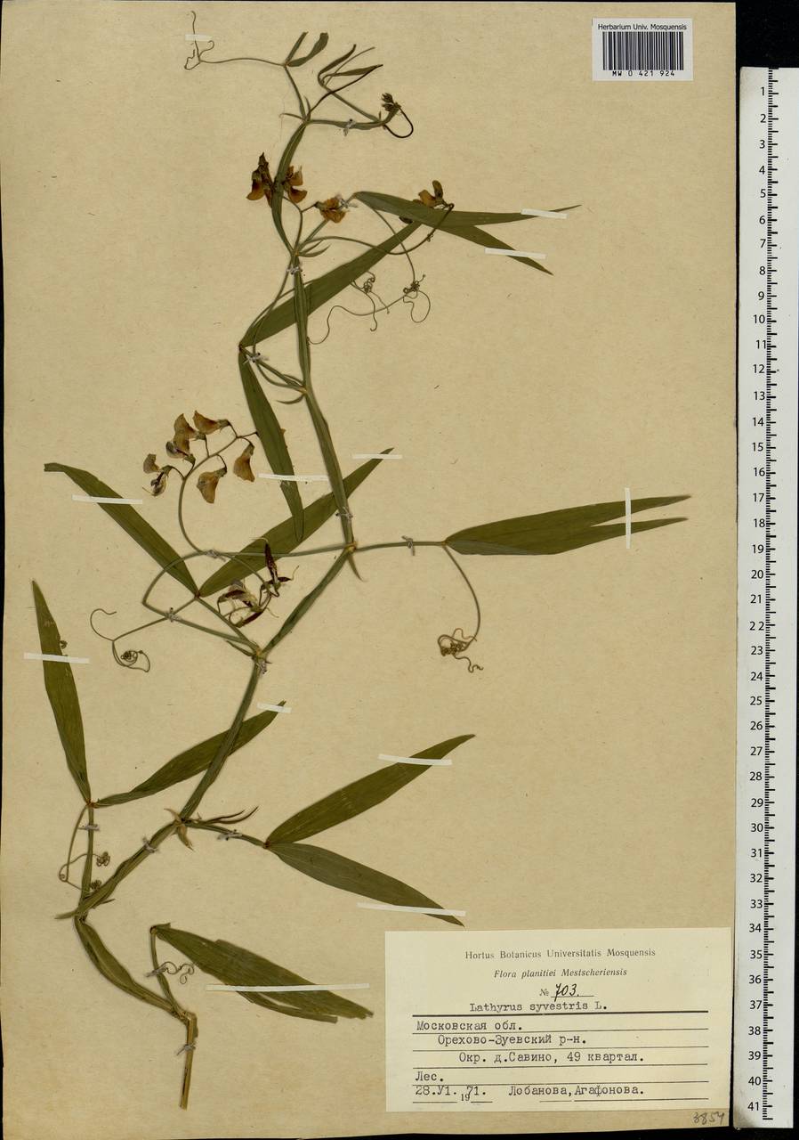 Lathyrus sylvestris L., Eastern Europe, Moscow region (E4a) (Russia)