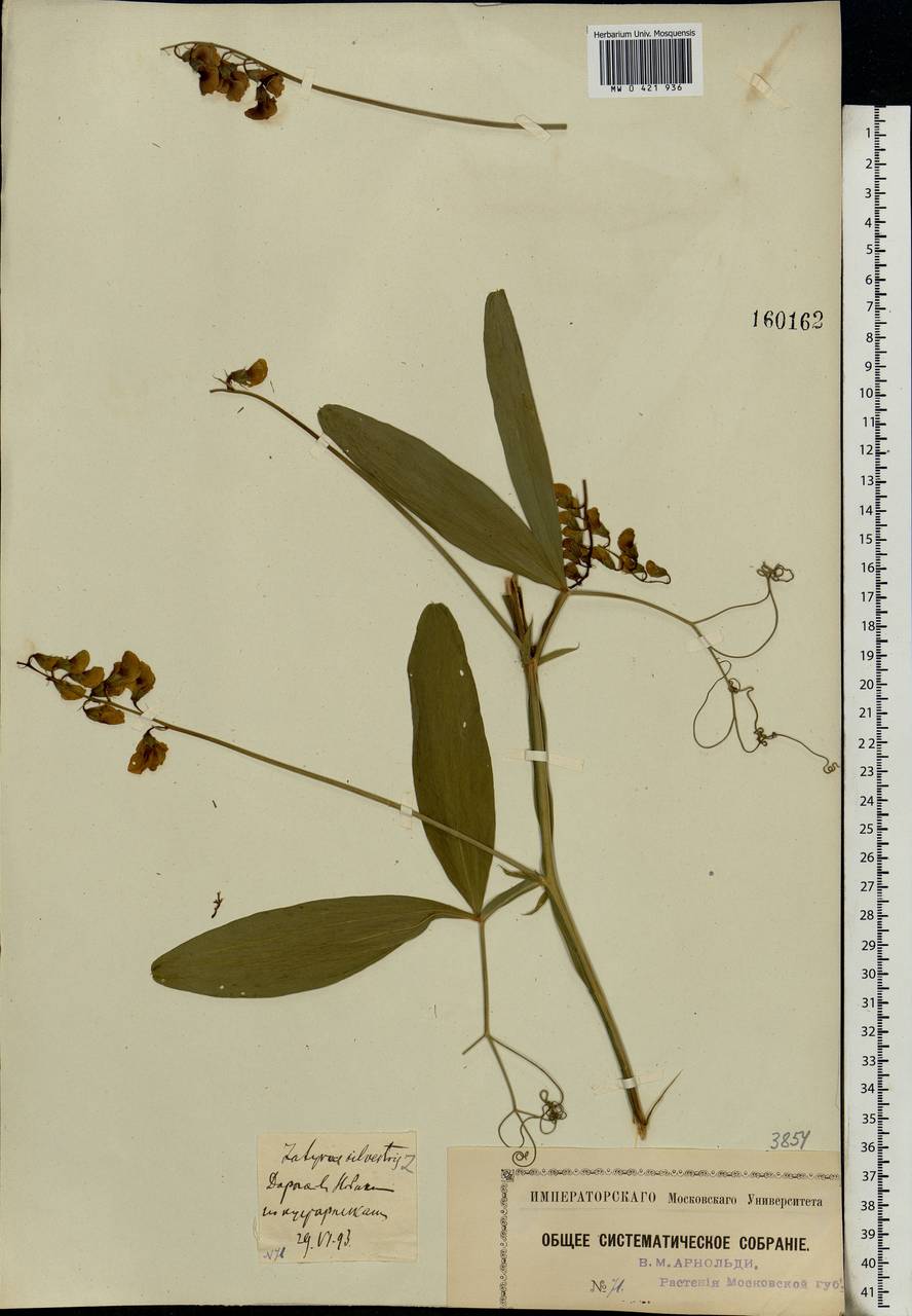 Lathyrus sylvestris L., Eastern Europe, Moscow region (E4a) (Russia)