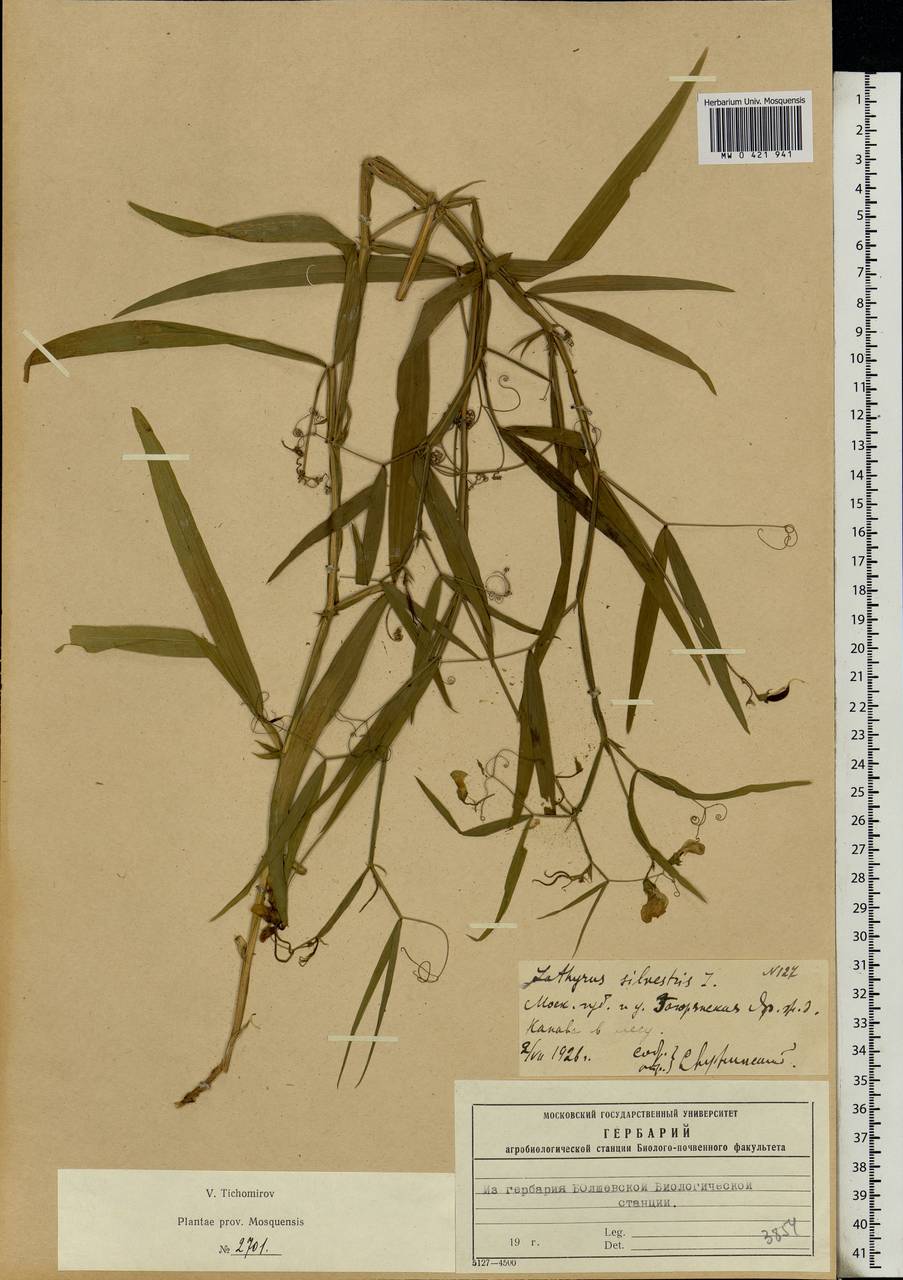 Lathyrus sylvestris L., Eastern Europe, Moscow region (E4a) (Russia)