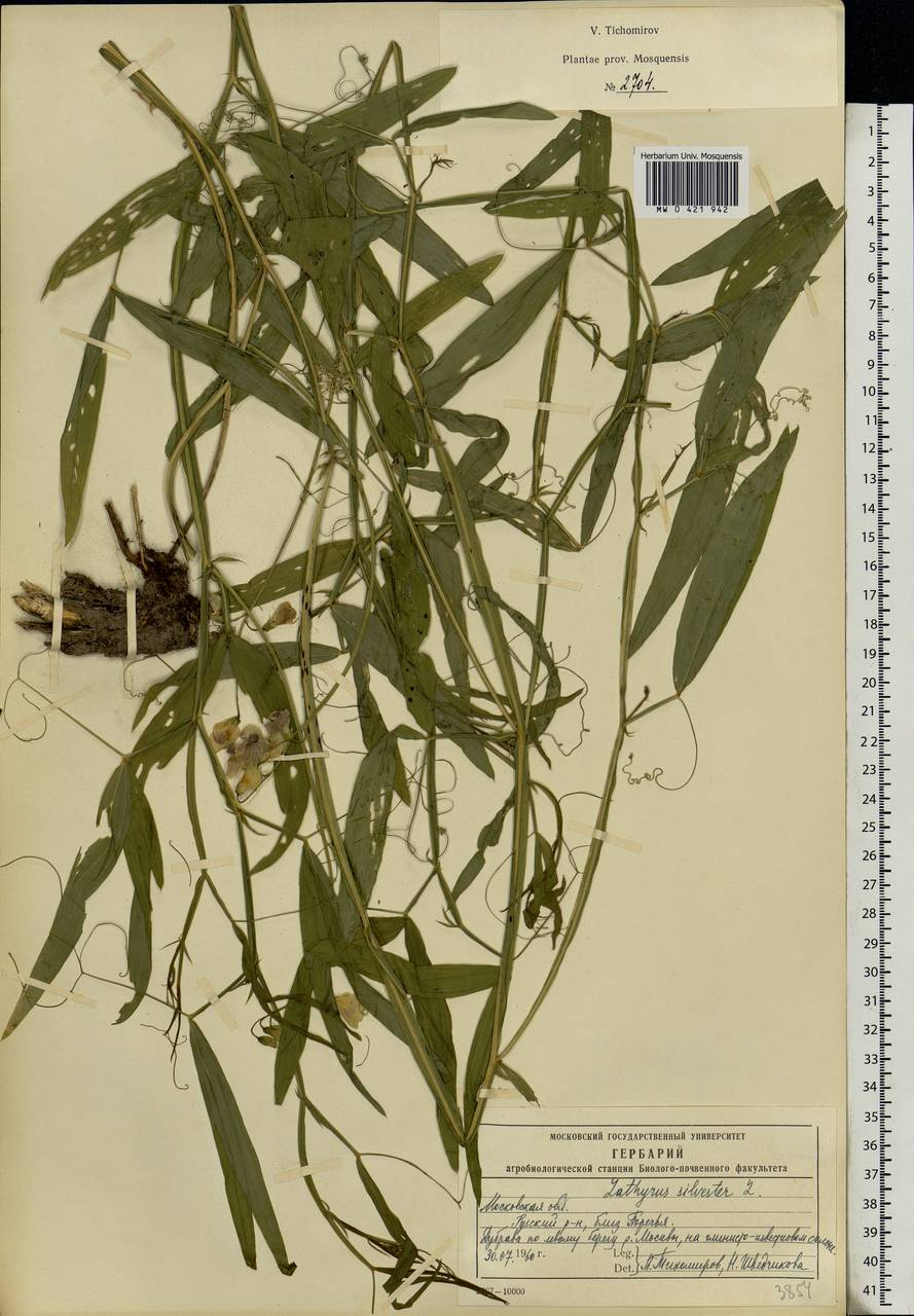 Lathyrus sylvestris L., Eastern Europe, Moscow region (E4a) (Russia)