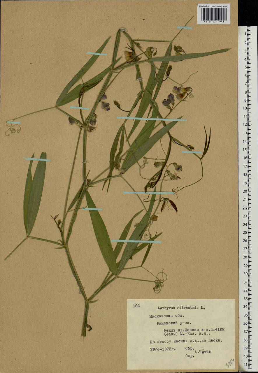 Lathyrus sylvestris L., Eastern Europe, Moscow region (E4a) (Russia)
