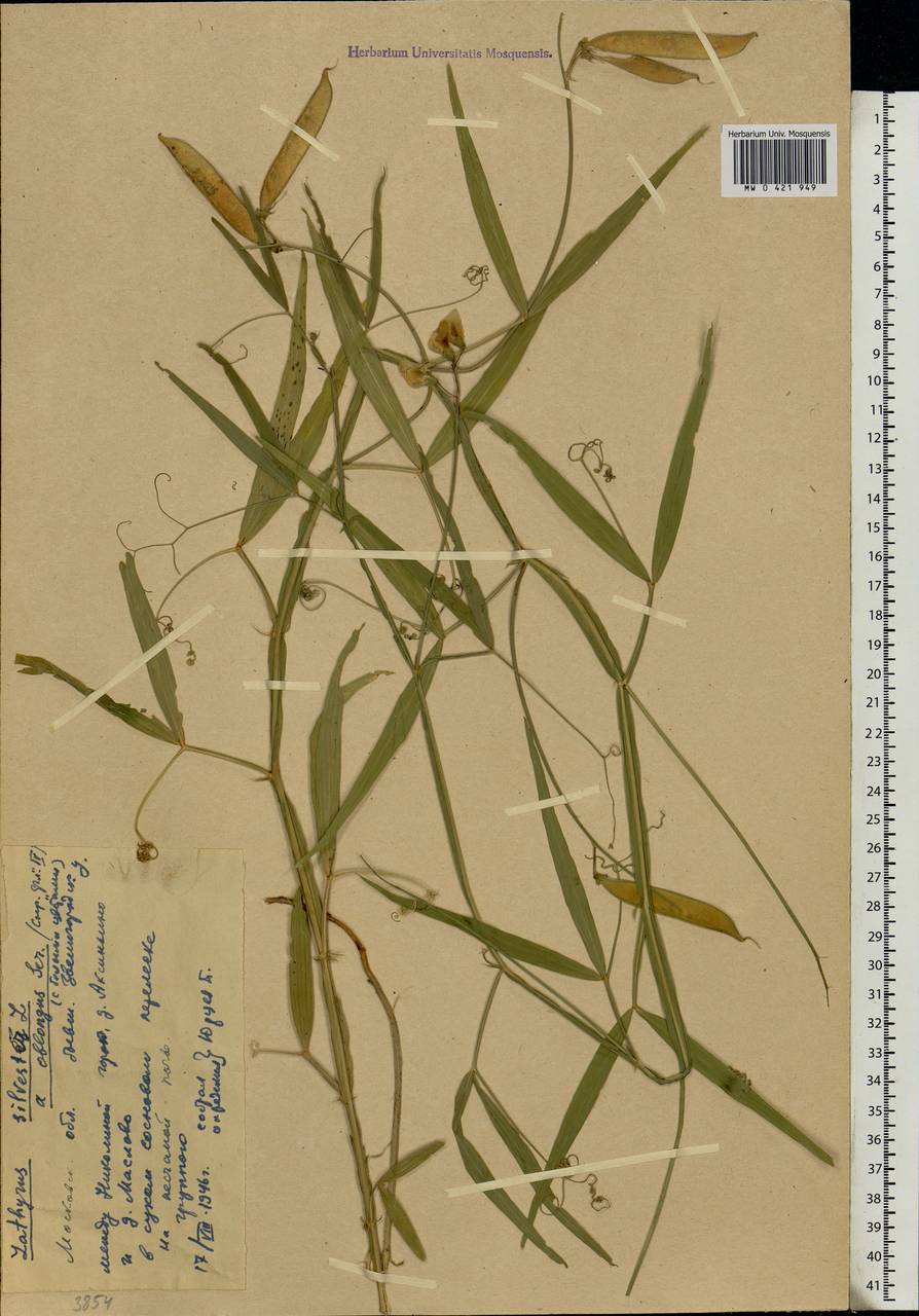 Lathyrus sylvestris L., Eastern Europe, Moscow region (E4a) (Russia)