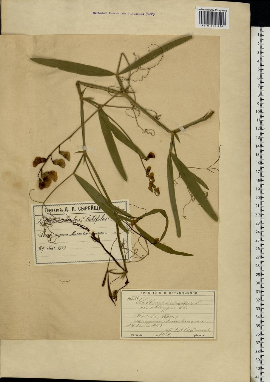 Lathyrus sylvestris L., Eastern Europe, Moscow region (E4a) (Russia)