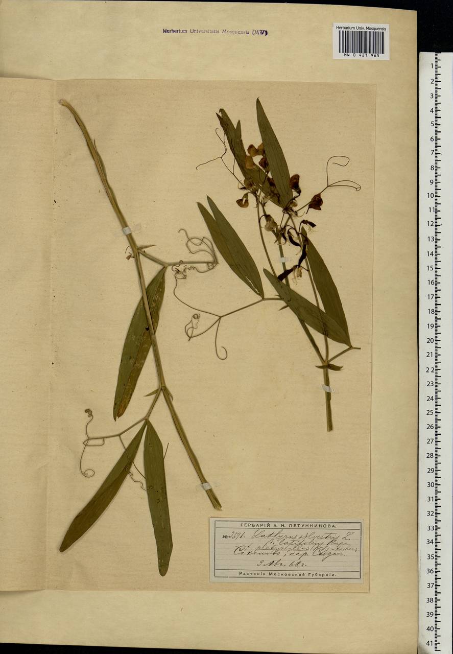 Lathyrus sylvestris L., Eastern Europe, Moscow region (E4a) (Russia)