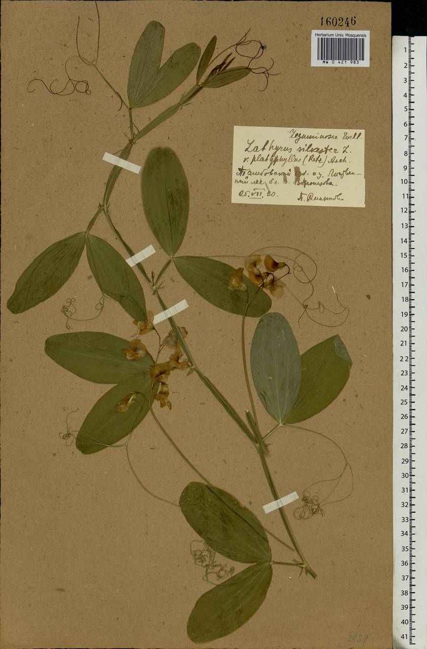 Lathyrus sylvestris L., Eastern Europe, Central forest-and-steppe region (E6) (Russia)