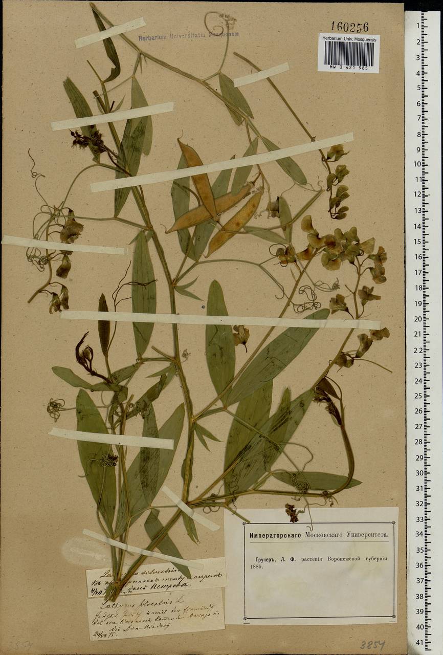 Lathyrus sylvestris L., Eastern Europe, Central forest-and-steppe region (E6) (Russia)