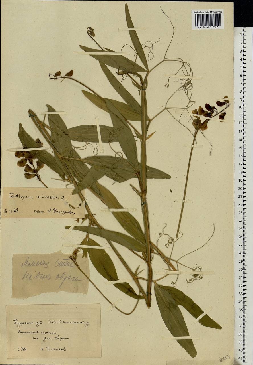Lathyrus sylvestris L., Eastern Europe, Central forest-and-steppe region (E6) (Russia)