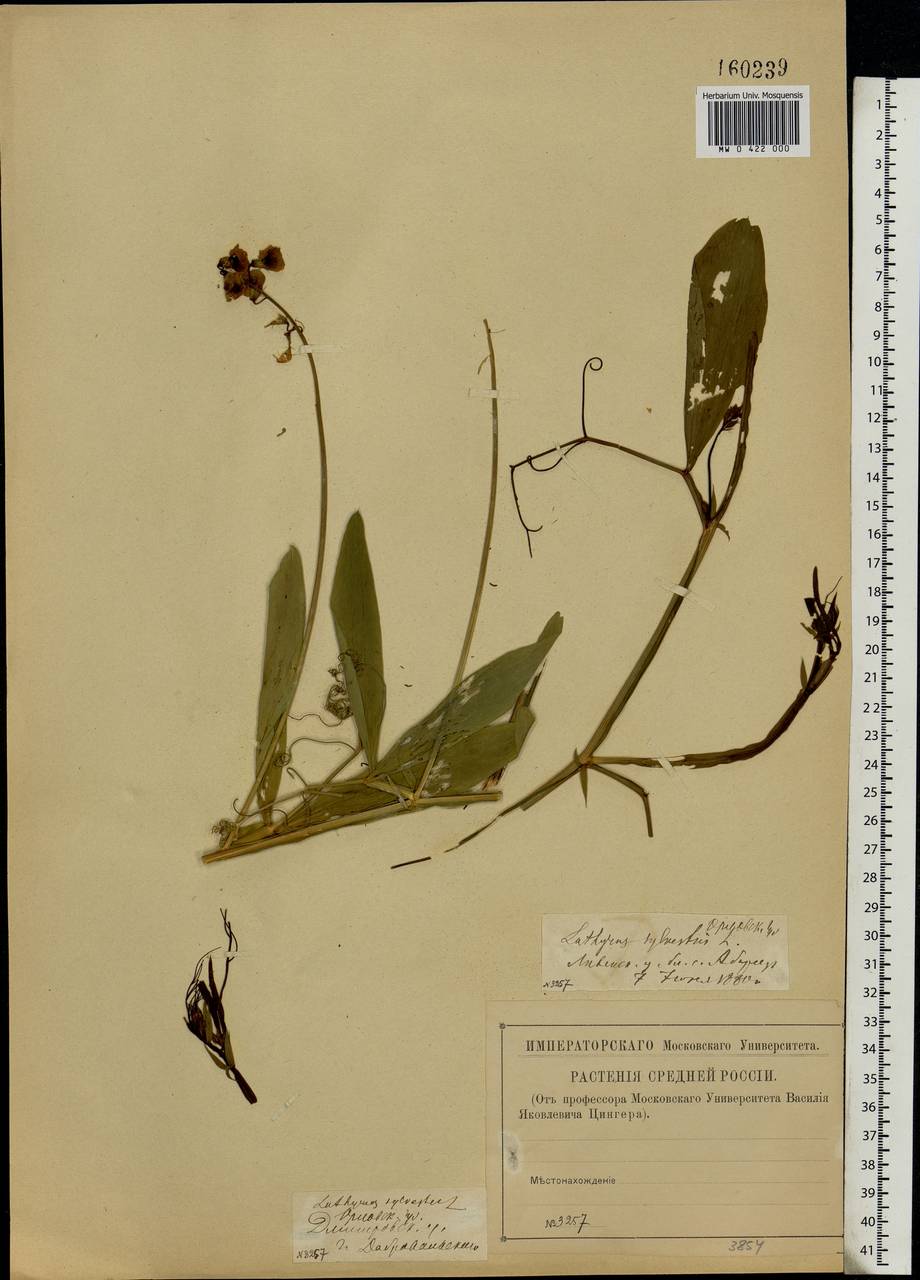 Lathyrus sylvestris L., Eastern Europe, Central forest-and-steppe region (E6) (Russia)