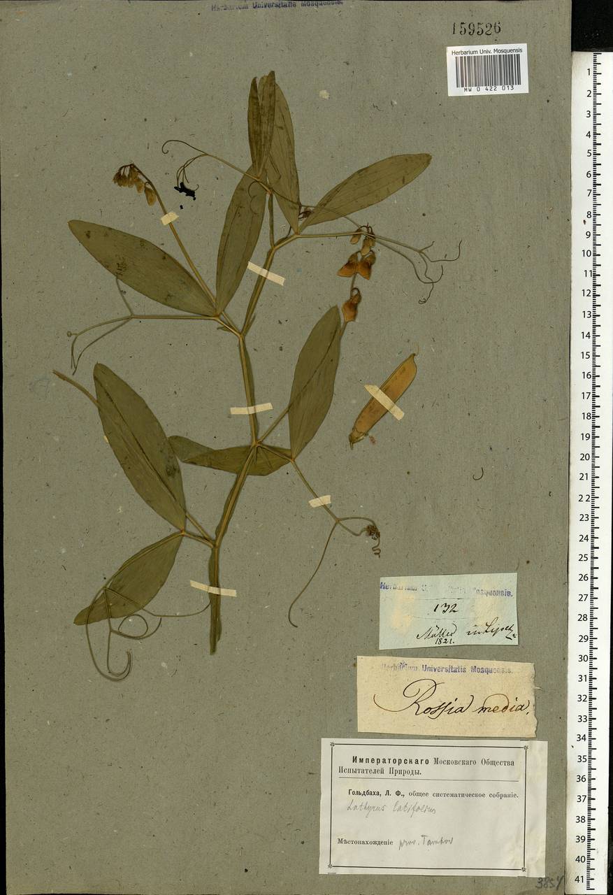 Lathyrus sylvestris L., Eastern Europe, Central forest-and-steppe region (E6) (Russia)