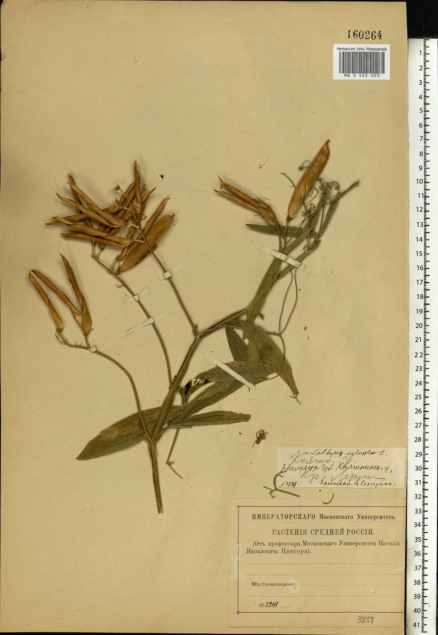 Lathyrus sylvestris L., Eastern Europe, Volga-Kama region (E7) (Russia)