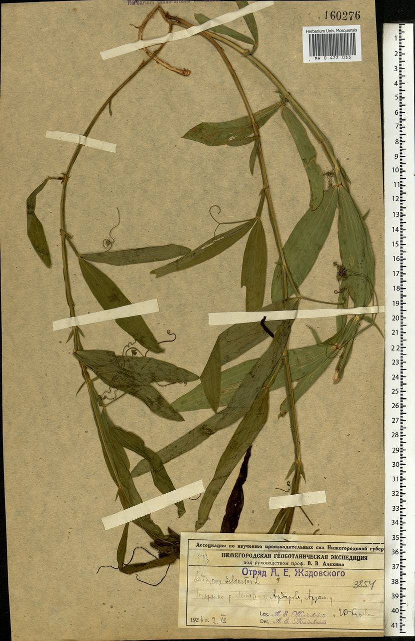 Lathyrus sylvestris L., Eastern Europe, Volga-Kama region (E7) (Russia)