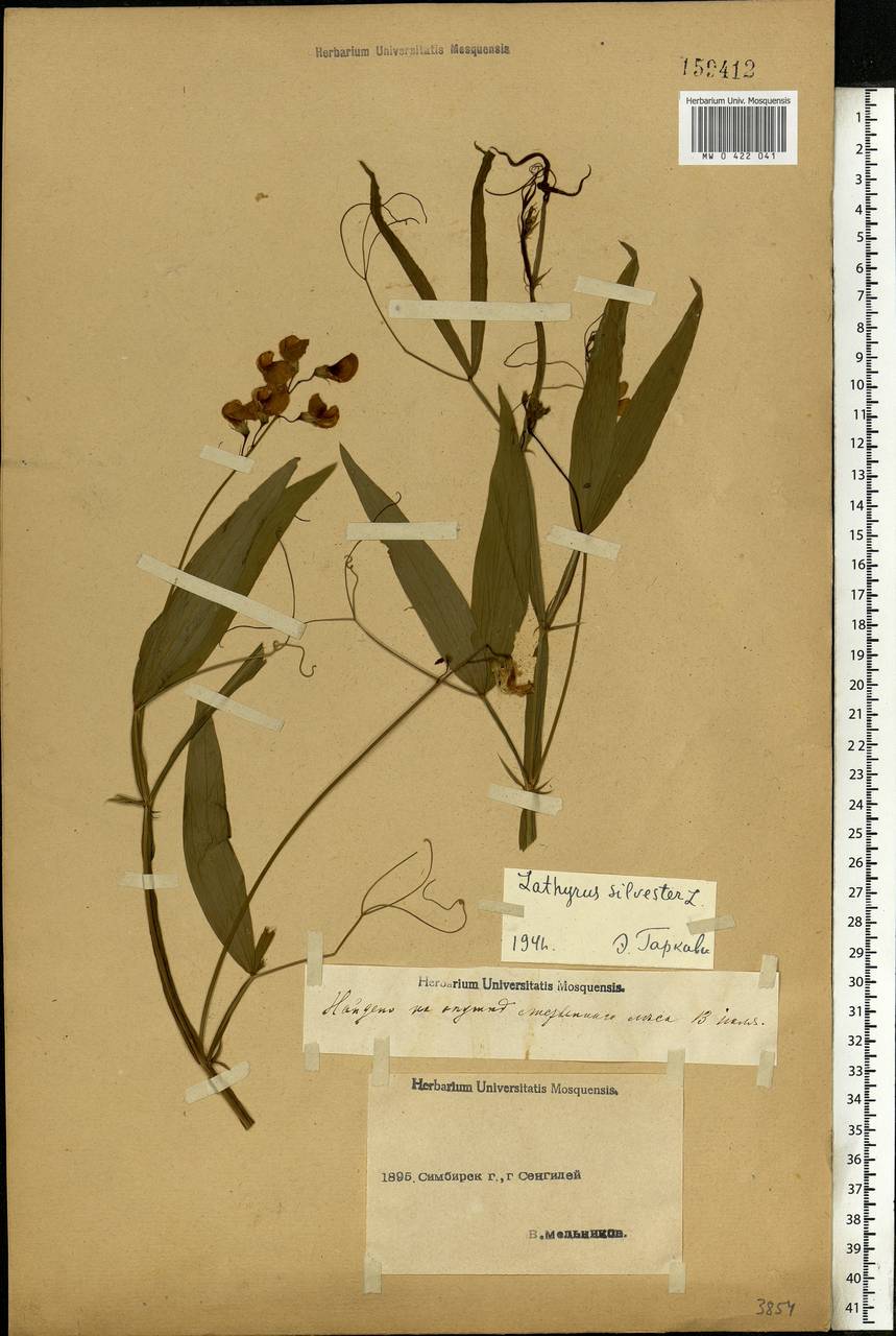 Lathyrus sylvestris L., Eastern Europe, Middle Volga region (E8) (Russia)