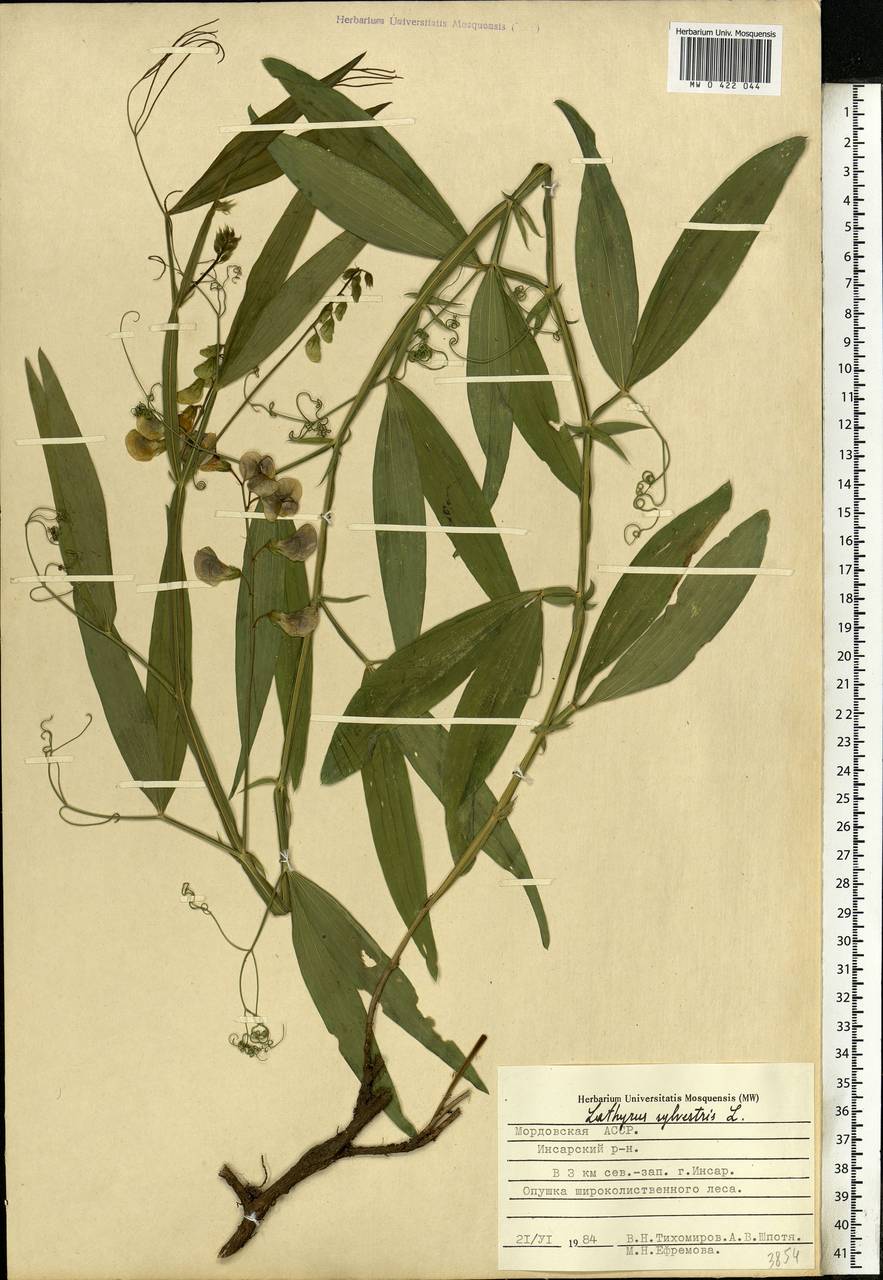 Lathyrus sylvestris L., Eastern Europe, Middle Volga region (E8) (Russia)