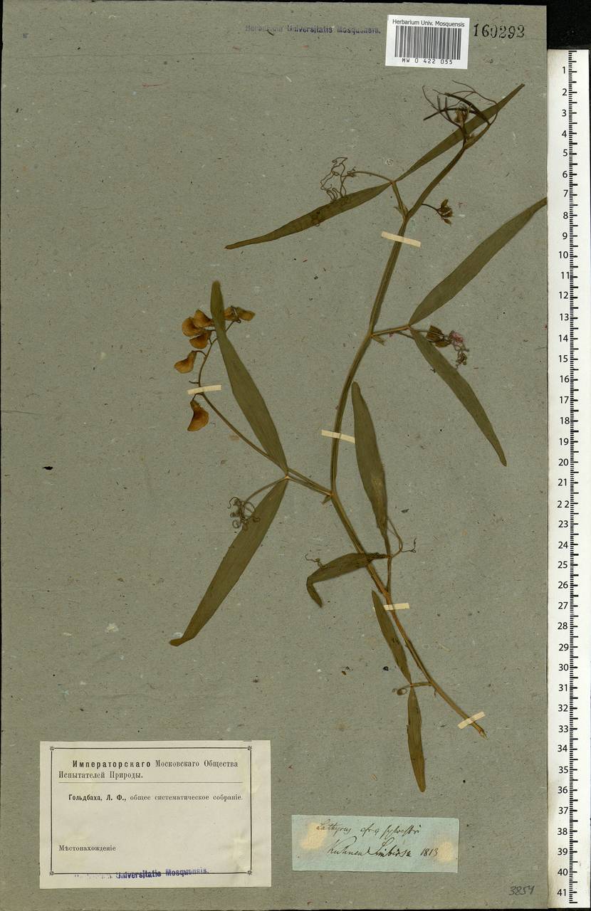 Lathyrus sylvestris L., Eastern Europe, Middle Volga region (E8) (Russia)