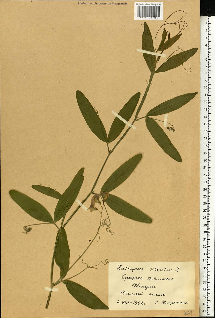Lathyrus sylvestris L., Eastern Europe, Middle Volga region (E8) (Russia)
