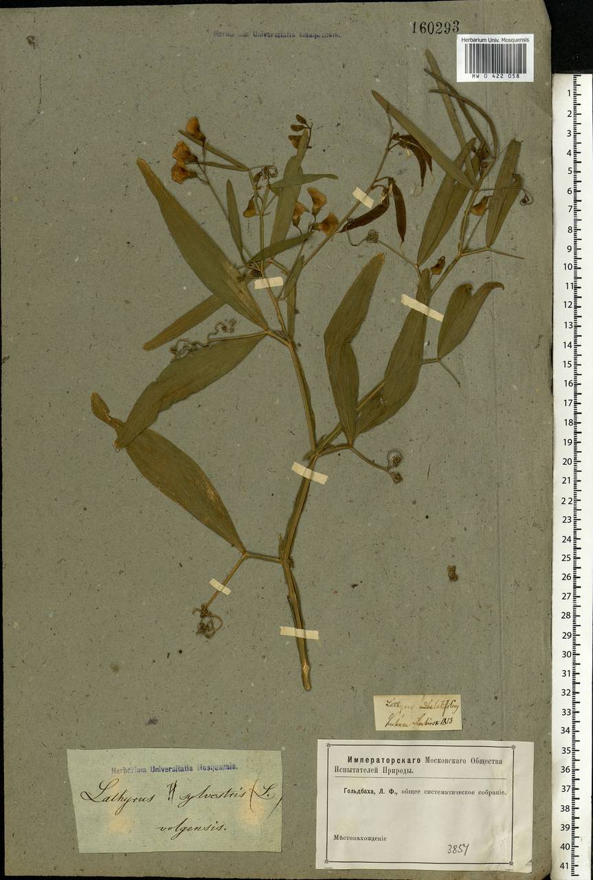 Lathyrus sylvestris L., Eastern Europe, Middle Volga region (E8) (Russia)