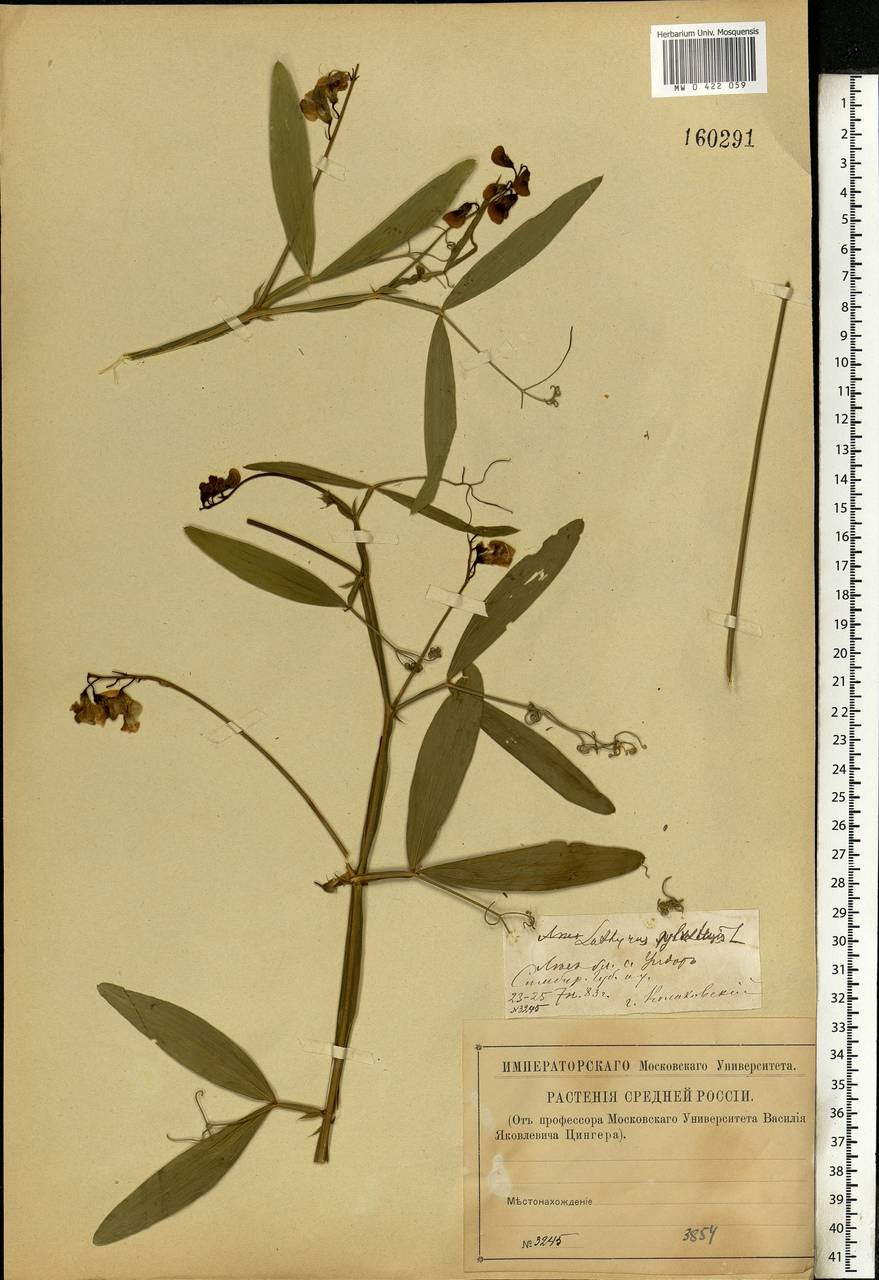 Lathyrus sylvestris L., Eastern Europe, Middle Volga region (E8) (Russia)